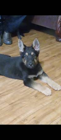 Black tan boy german shepherd pup