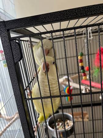 2 Green Pallid Quaker Parrots