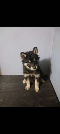 8week old puppy shepherd malaimute wolf