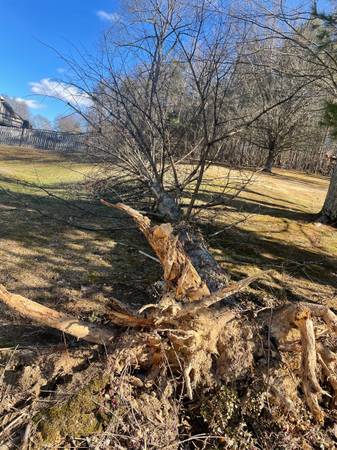 topz tree service