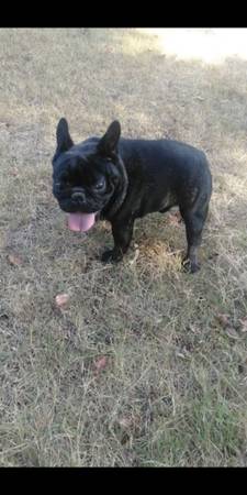 AKC French Bulldog Males