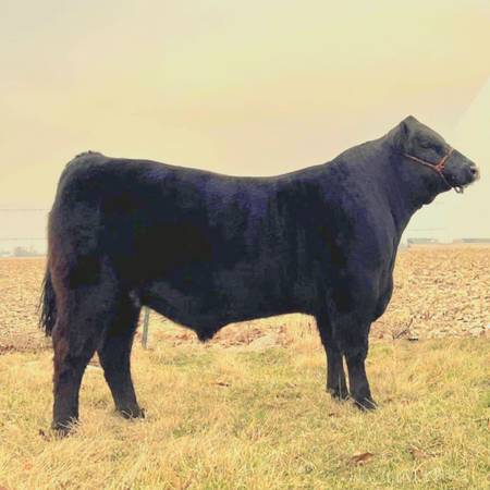 Registered Angus Bull