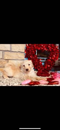 Aussidoodle puppies