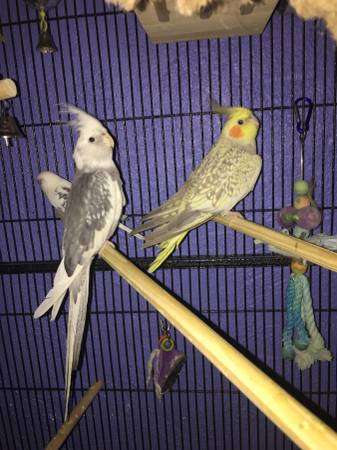 Two cockatiels