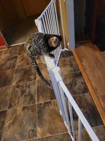 Female marmoset monkey