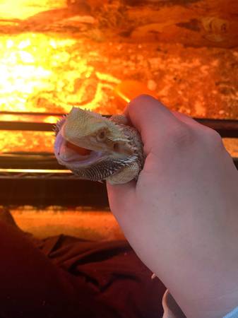 young bearded dragon