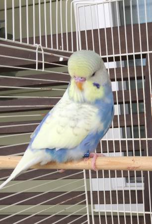 Fancy Baby English budgie parakeet pair