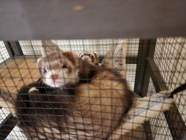 Friendly Pair of Ferrets for Rehoming