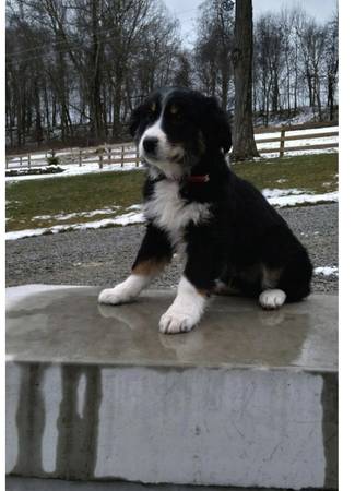 Aussie shep pups