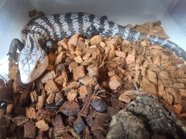 Geckos and skink needing new homes