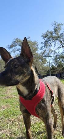 Dutch Shepherd/mix Puppy, female