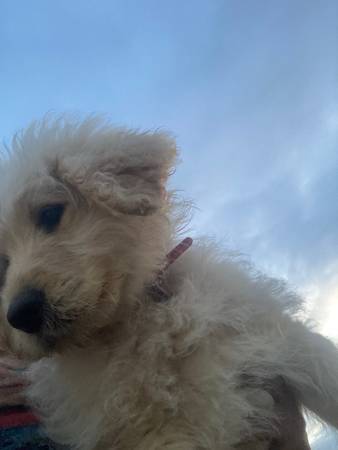 Goldendoodle pup