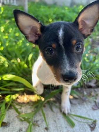 Rat terrier puppies – make an offer