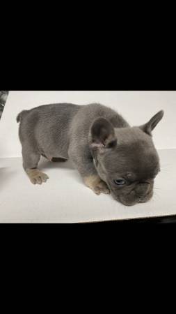 french bulldog pups