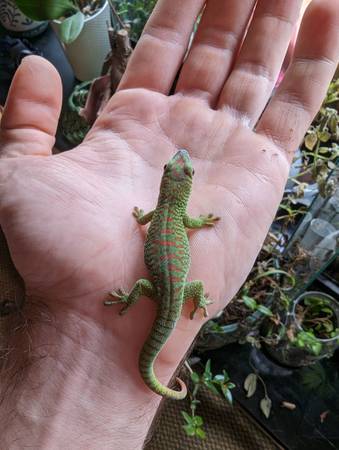 Giant Crimson Day Geckos