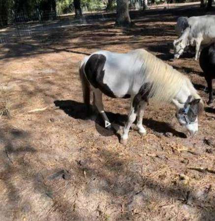 Miniature Horse’s