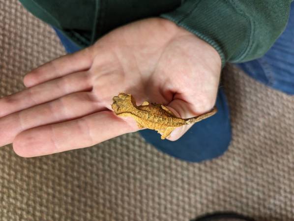 Crested Gecko Hatchlings