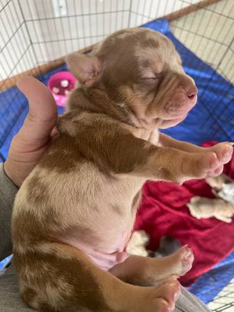 Pocket bully puppies