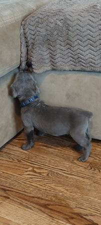 Cane Corso puppies