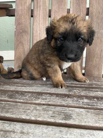 Saint Bernard/German Shepherd Puppies