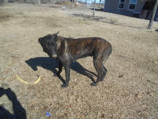 Rehoming Dutch Shepherd cross Puppies