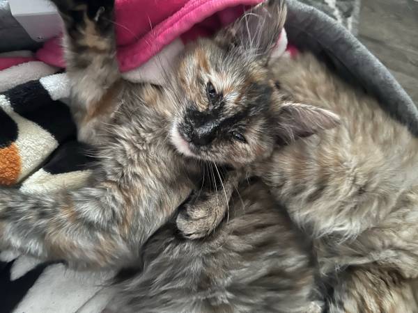 2 Kittens