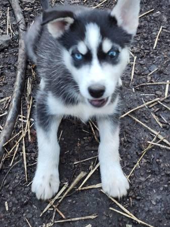 Husky/Malamute pups