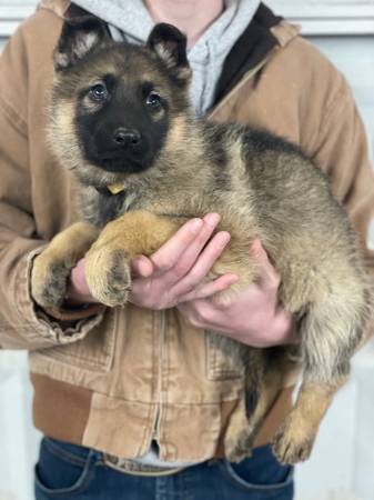 AKC German Shepherd females