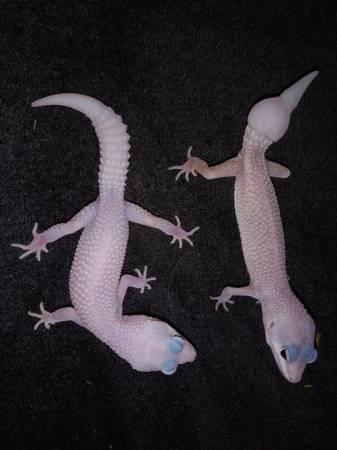 Juvenile Leopard Geckos