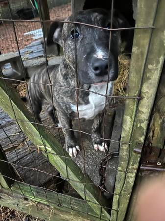 Bull Terrier Pit Bull Cross Pup