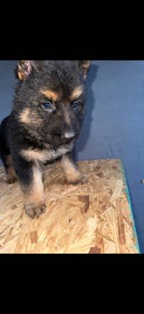 *** AKC, German, shepherds***