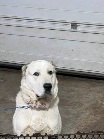 Kuvasz and Central Asian Shepherd dogs