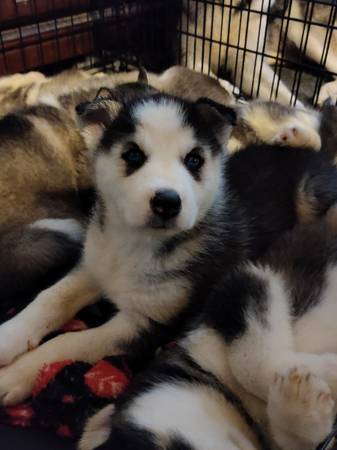 AKC registered Siberian huskies