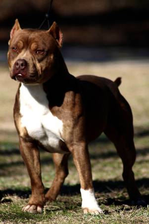 Male adult bully