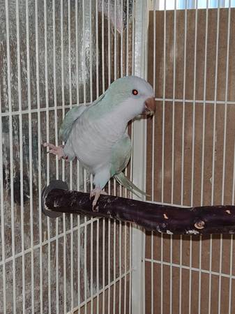 Pallid blue Quaker Parrot