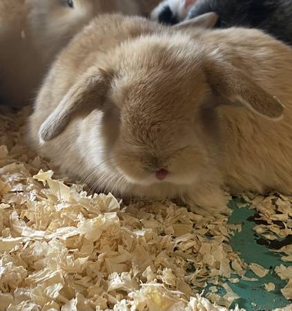 Holland lop buck