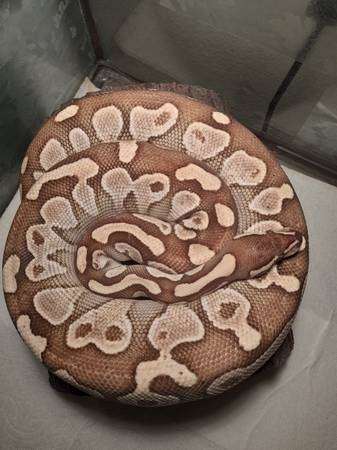 ball python