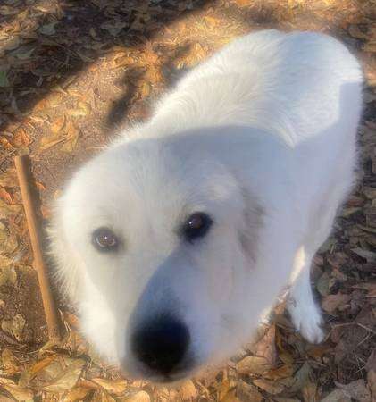 great pyrenees