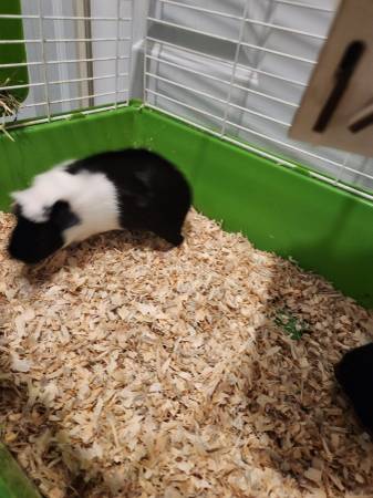 free 2 guinea pigs