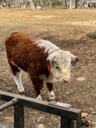 Mini Hereford Bull!!