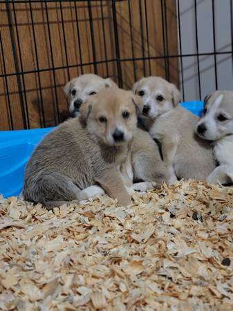 Golden Retriever Mix Puppies