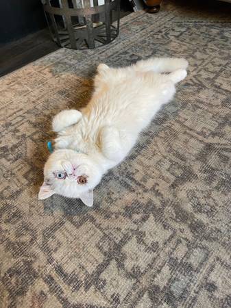 Exotic shorthair Persians