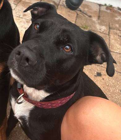 LOST DOG – BLACK & WHITE / PIT & LAB MIX / FEMALE – $$ Reward $$