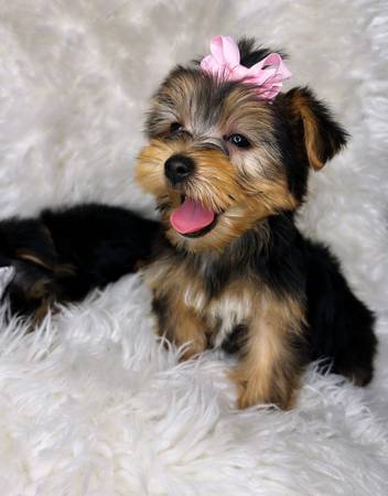 teacup yorkie puppies