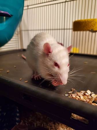 ?? Young White Male Rat