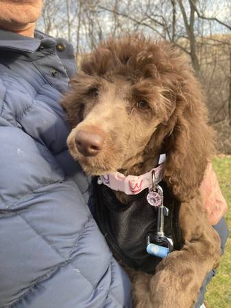 standard poodle puppy