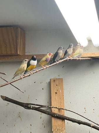 gouldian finches society finches and zebra finches