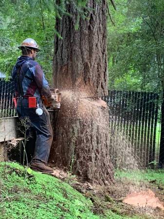 Tree Service and Logging with FREE ESTIMATES