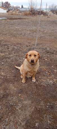 Rehoming yellow lab AKC