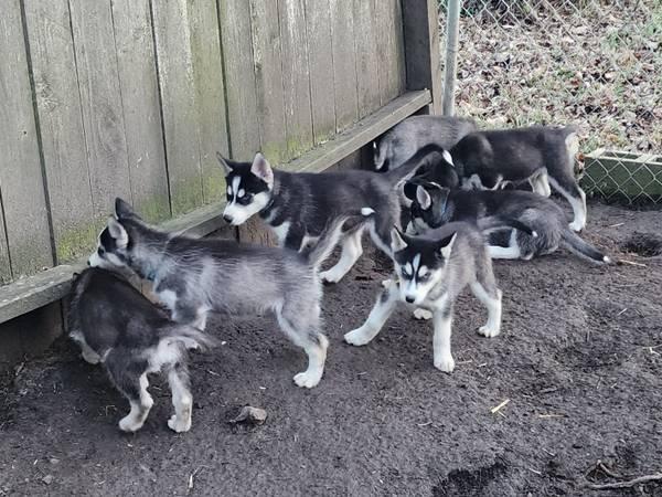 Husky/Malamute pups